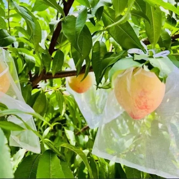 25 PCs । Reusable Fruit Protection Nylon Net Bag  (25×35 cm) । CN-42 - Image 7